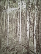 "Suffolk woods" 1981